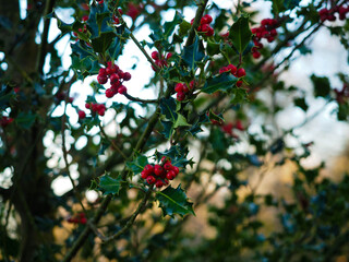portrait of a holly plant