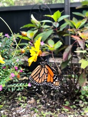 monarch butterfly on flower