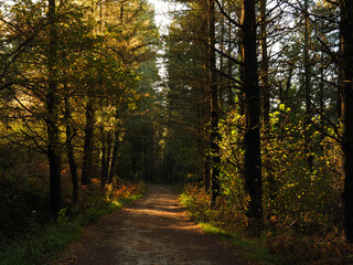 Obraz premium mountain road in the forest in autumn