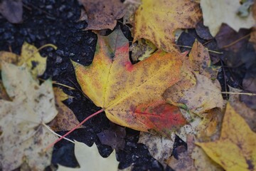autumn leaves on the ground