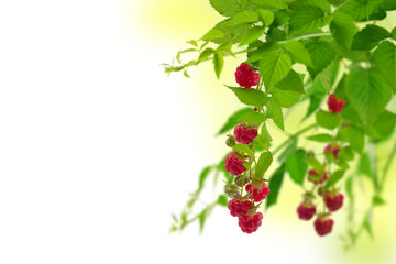 Raspberry bush with berries and leaves on a white background. Raspberry . Organic product. Medicinal plants. Copy space.