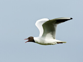 Black-headed Gull, Larus ridibundus