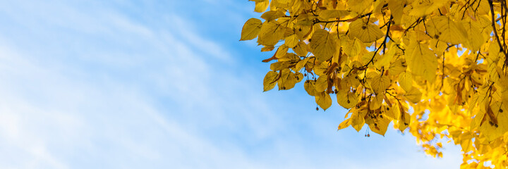 Obraz premium natural background of autumn leaves and blue sky