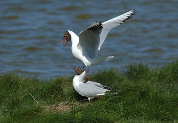 Black-headed Gull, Larus ridibundus