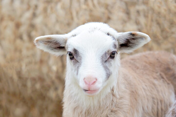Obraz premium Young beige lamb of Romanov breed. Newly born lamb at the farm