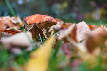 Mushrooms in forest