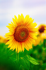 Colorful sunflower close-up on a sunflower field. Background for agriculture