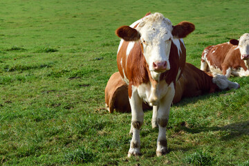 A small group of brown white spotted cattle is in a green pasture. A cow looks into the camera.