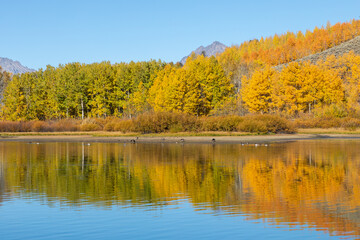 Fototapeta na wymiar Scenic Autumn Landscape Reflection in the Tetons