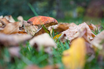 Mushrooms in forest
