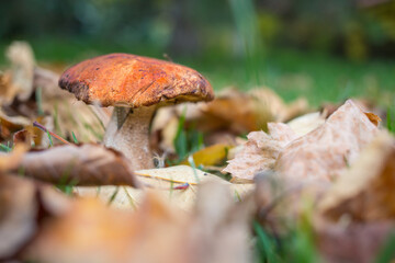 Mushrooms in forest