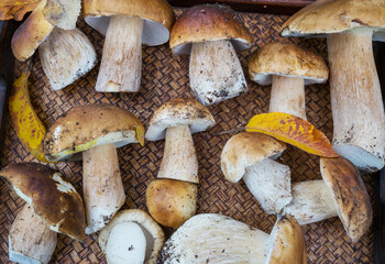 Mushrooms