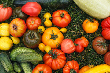 Seasonal vegetable harvest tomatoes gherkins zucchini, courgette and crystal lemon cucumbers lying on green grass lawn in garden