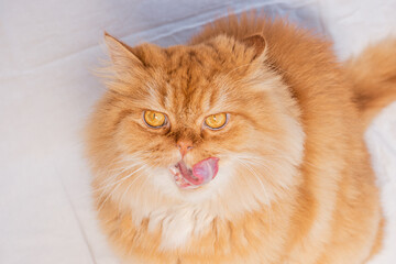 Lovely golden persian cat with the tongue out isolated on white. Selective focus. Animal firendly concept.