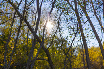 Obraz premium Sun shining through the trees in autumn forest with clear blue sky during fall season. 
