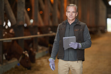 Waist up portrait of modern mature man holding digital tablet while inspecting livestock at dairy farm, copy space