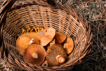 Autumn background of a wicker basket full of fresh and wild mushrooms.  Selective focus. Top view.
