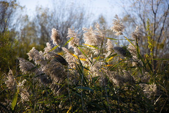 Common Reed / Canarygrass Moving In The Wind With Clear Blue Sky During A Sunny Autumn / Fall Day At Lake Erie In Cleveland. 