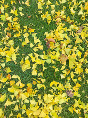 Yellow gingko leaves falling from tree onto green grass in autumn