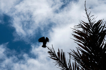 silhouette of a bird