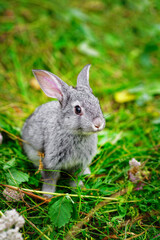 Lovely little rabbit close-up for calendar or postcard.
