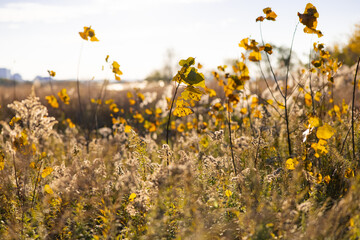 Obraz premium Golden meadow with flower close up in nature preserve park with Cleveland cityscape and lake Erie in the background during fall / winter season. 