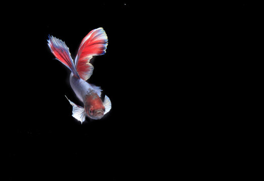 Beautiful Half Moon Betta fish, at Black background
