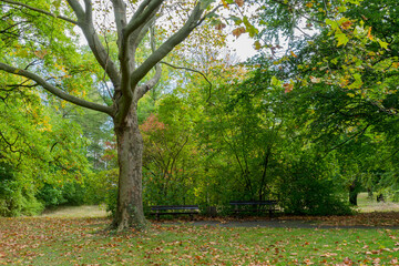 Park with colorful trees