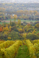 In Wiesbaden Frauenstein Blick auf den Rheingau und Weinreben mit Rebstock im Herbst 