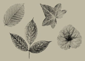 Stipple Technique Leaves