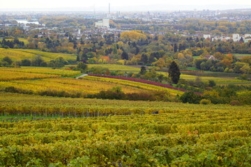A view at Wiesbaden the capitol of Hessen in Germany from a hill with vineyards in autumn