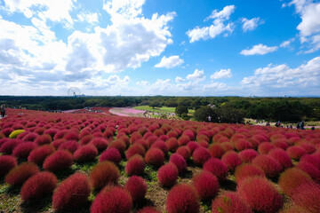 	茨城県ひたちなか市の公園のコキア