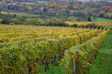 Ganz viele Weinreben im Herbst in Wiesbaden der Landeshauptstadt von Hessen in deutschland