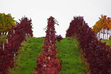 Hübsche rote Weinreben, Rebstöcke mit roten Trauben und roten Blättern