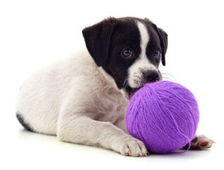 Puppy and purple ball.