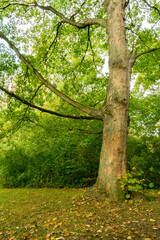 Park with colorful trees