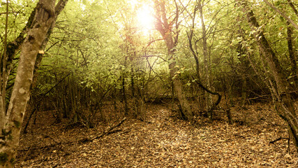 Forest Road Under Sunset Sunbeams. Lane Running Through The Autumn Deciduous Forest At Dawn Or Sunrise. Toned Instant Photo