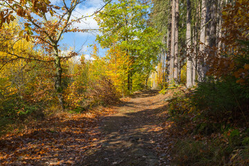walk in the autumn forest