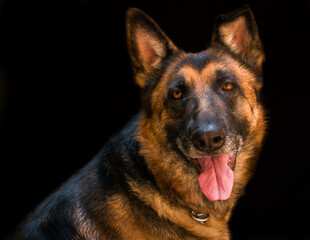 Closeup shot of a German Shepherd on dark background