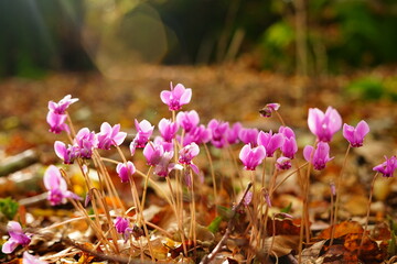 Autumn violets blooming between fallen leaves warmed by the sunlight in the beechwood