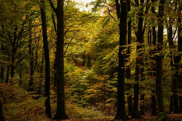 Fototapeta premium Autumn in the beechwood