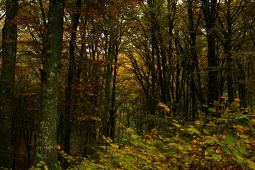 Fototapeta na wymiar Autumn in the beechwood