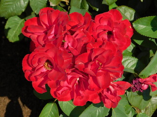 Red floribunda roses, or rosa, in the spring