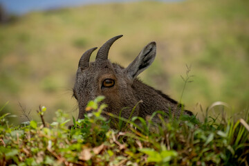 A portrait of a Nilgiri Thar from Eravikulam national park  kerala.