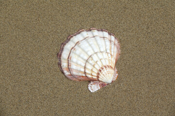 Muschel an einem Strand