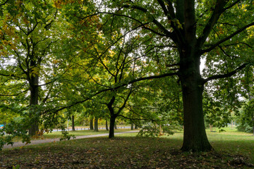 Park with colorful trees