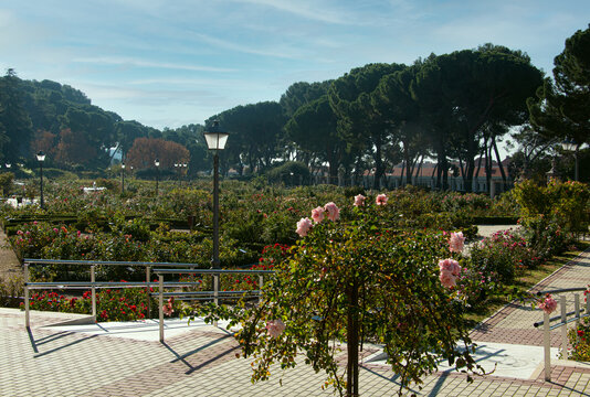 Rosaleda del Parque Oeste (Madrid)