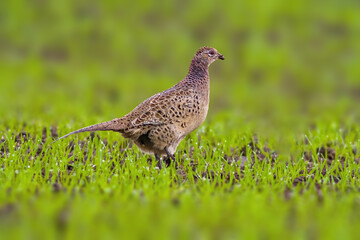 a adult pheasant on green meadow