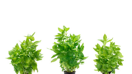 Basil in a pot isolated on white background.