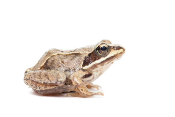 toad on a white background..
